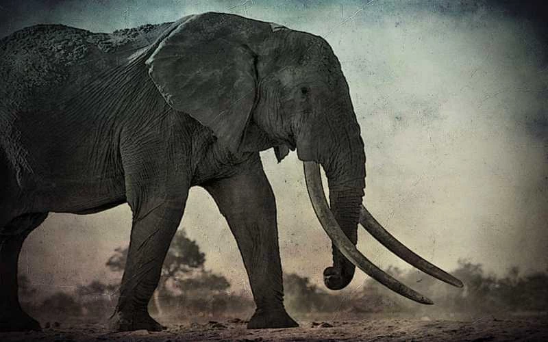 Εμφάνιση γιγαντιαίων ελεφάντων, το 1939…